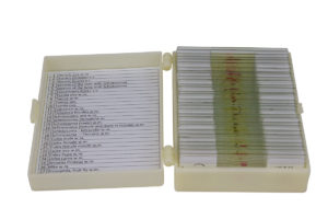Conjunto com 30 Lâminas de Parasitologia