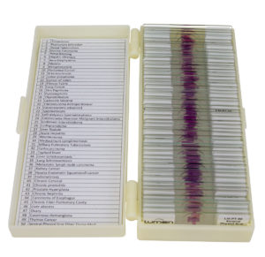 Conjunto com 50 Lâminas de Patologia